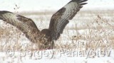 Video of Common Buzzard - Common Buzzard is hunting in the winter